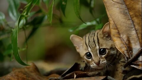 World's smallest cat - Big Cats | BBC