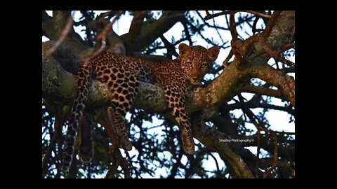 Leopards in Trees Maasai Mara | Stories on the Go | TravelingTeachr