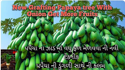 New Grafting Papaya tree With Onion Get More Fruits #farmer #farming