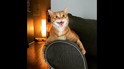 Are Orange Cats the Ultimate Comedy Kings? 😹 Super FUNNY compilation that will make you DIE LAUGHING