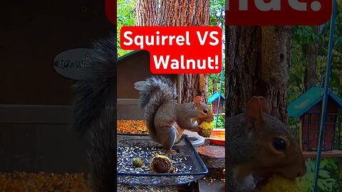 Squirrel VS Walnut! (2X Speed) 🐿️🥜