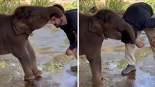 Joyful baby elephant loves playing games with this human