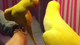 Parrot plays peekaboo with his reflection