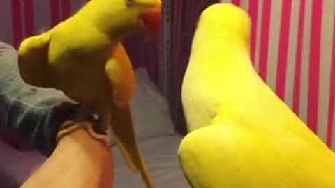 Parrot plays peekaboo with his reflection