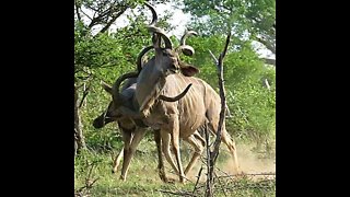 Male kudu antelope use their majestic horns during dominance fight