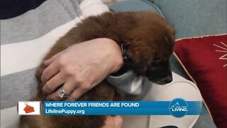 Find Your Forever Friend // Lifeline Puppy