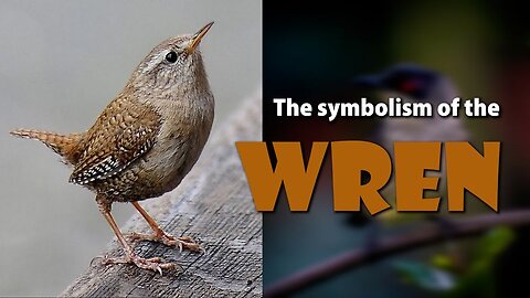 The symbolism of the Wren