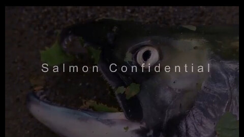 Salmon Confidential, Documentary About Salmon Farms in Canada & Diseased Salmon