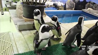Florida Aquarium releases update following deaths of African penguins