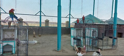 Zoo Bird Aviary