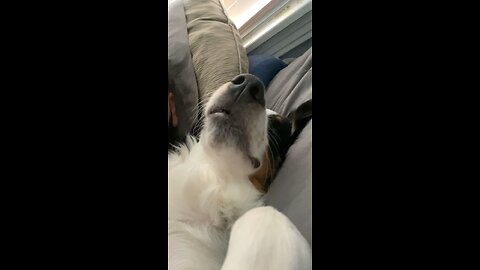 Who else’s dog sleeps like this 😂😅🦷🦷