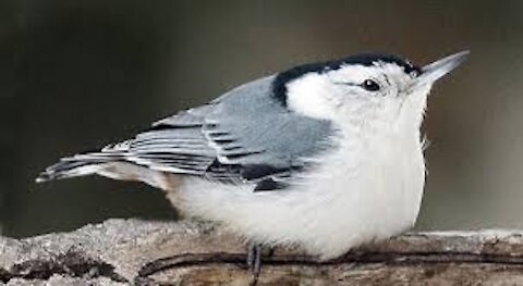 White Breasted Nuthatch and Female Cardinal, Adorable Video!