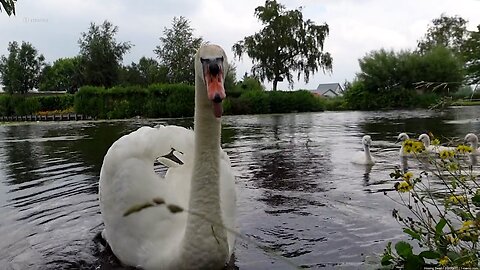 Hissing Swan