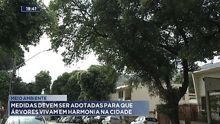 Meio Ambiente: Medidas Devem ser Adotadas para que Árvores Vivam em Harmonia na Cidade.