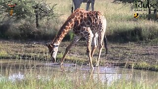 Giraffe Drinking