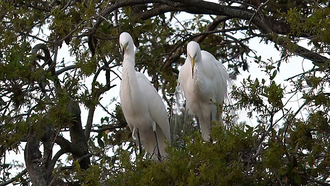 A Beautiful Pair of Great Egrets Kickoff Nesting Season