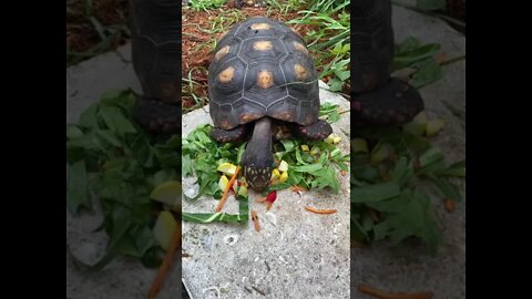 I am red. RedFoot Tortoise #shorts #melonthetortoise #tortoiseshorts #tortoise #redfoottortoise