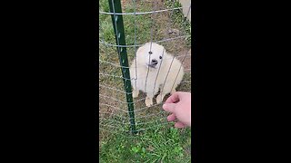 New livestock guardian dog.