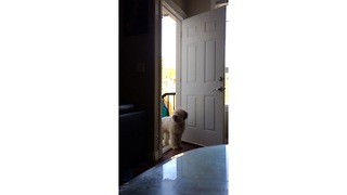 Wheaten Terrier learns how to open and close doors