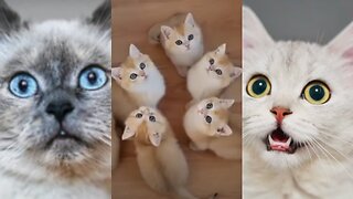 Aww cute cat videos