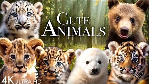 Cute Animals 4k - Adorable Moments of Baby Animals Around the World!