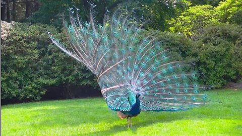 Peacock 🦚 Amazing Looking 😍🔥