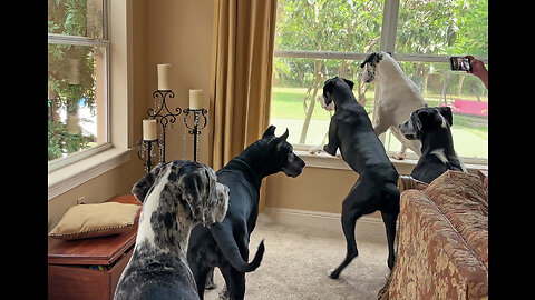 Funny Laid Back Squirrel Teases 5 Excited Talkative Great Danes
