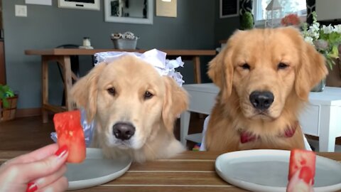 Dog Reviews Food With Wife Tucker Taste Test