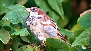 House Sparrow Males Keeping an Eye on Things