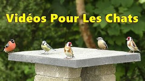 Videos For Cats ~ An Hour of Garden Birds