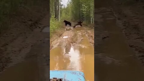 A tractor driver suddenly witnessed an epic fight between two bears in Yakutia