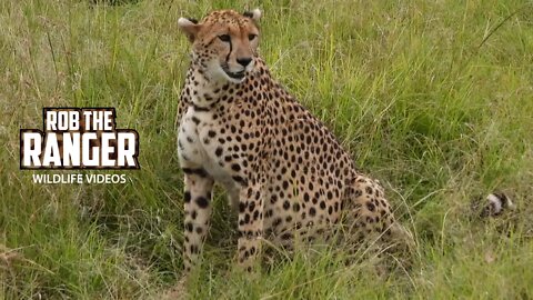 Cheetah Family With Limping Cub | Maasai Mara Safari | Zebra Plains