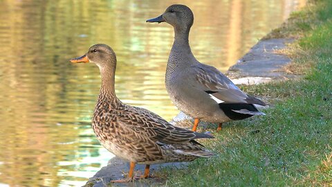 May I Present, New Duck Pond Residents, Mr. and Mrs. Gadwall