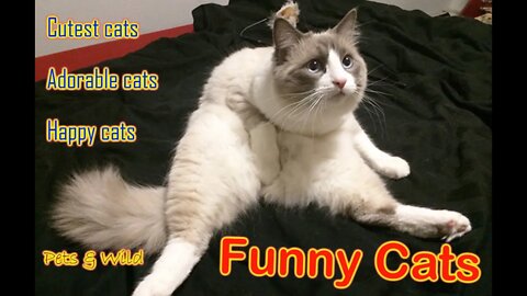 Funny cats video | The Funniest Cats Video You Will Ever See! #Petsandwild #funnycats