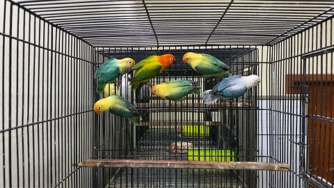 Beautiful Parrots Lovebirds Mutation Opline