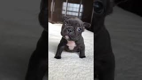 Puppy sound #shorts #puppy #dog