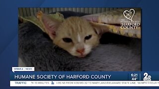 Kittens up for adoption at the Humane Society of Harford County