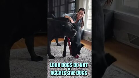 "VICIOUS" Cane Corso With Puppy and Woman #shorts #viral