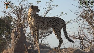 Cheetah Showing Off