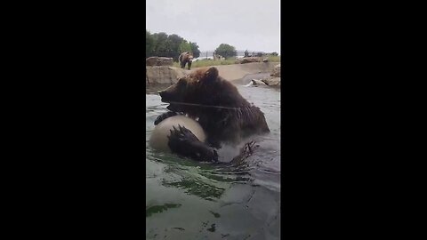 Oakland Zoo's Bears Enjoy Some Pool Playtime