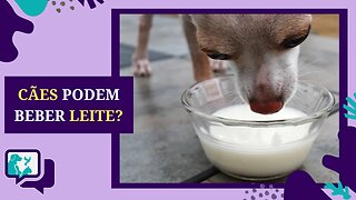 Cães Podem Beber Leite?