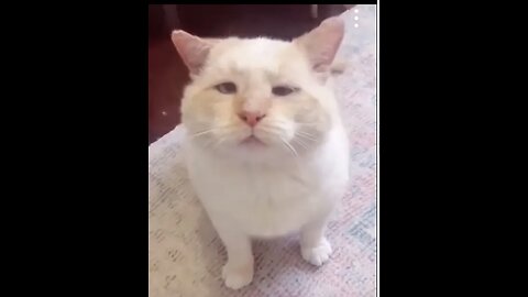 Funny Animal Videos Of The Day 55! & #memes #dankmemes #coub #shorts