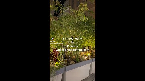 Bamboo Plants in Planters