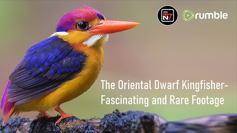 The Oriental Dwarf Kingfisher- Fascinating and Rare Footage | Full Documentary