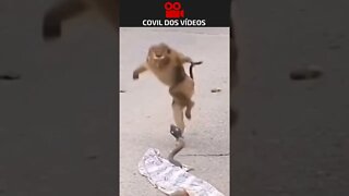 TROLANDO O MACACO