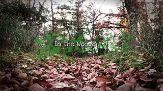 In the Woods | Everyday Streak: Day 3