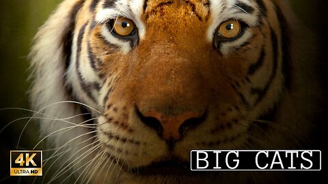'War Of The Wild' - A Journey Through The Majestic Big Cats | National Geographic