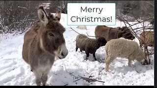 Liberty Conspiracy Live 12-22-23! Christmas Fiction, Biden Pushes Slaughter, Free Speech v Licensing
