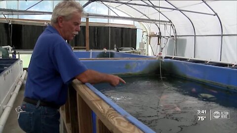 Tropical fish industry growing thanks to aquaculture lab in Ruskin