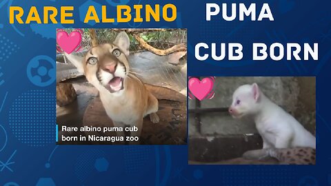 Rare Albino Puma Cub Born In Zoo Nicaragua ❤️